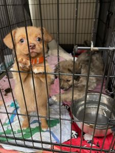 "PREEBS" - namesake of the late Betty & Sharon Priebe