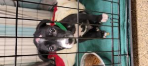 Dori's Love Train 2022 (May) - Little BooBoo