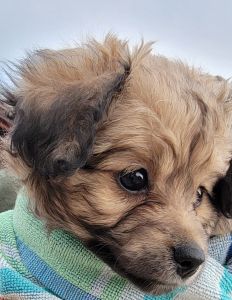 Dori's Love Train 2022 (MAY)